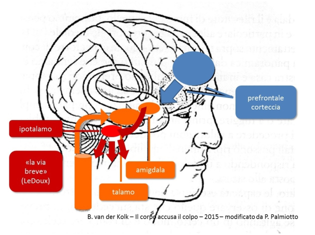 La teoria dei complessi di Jung e le neuroscienze