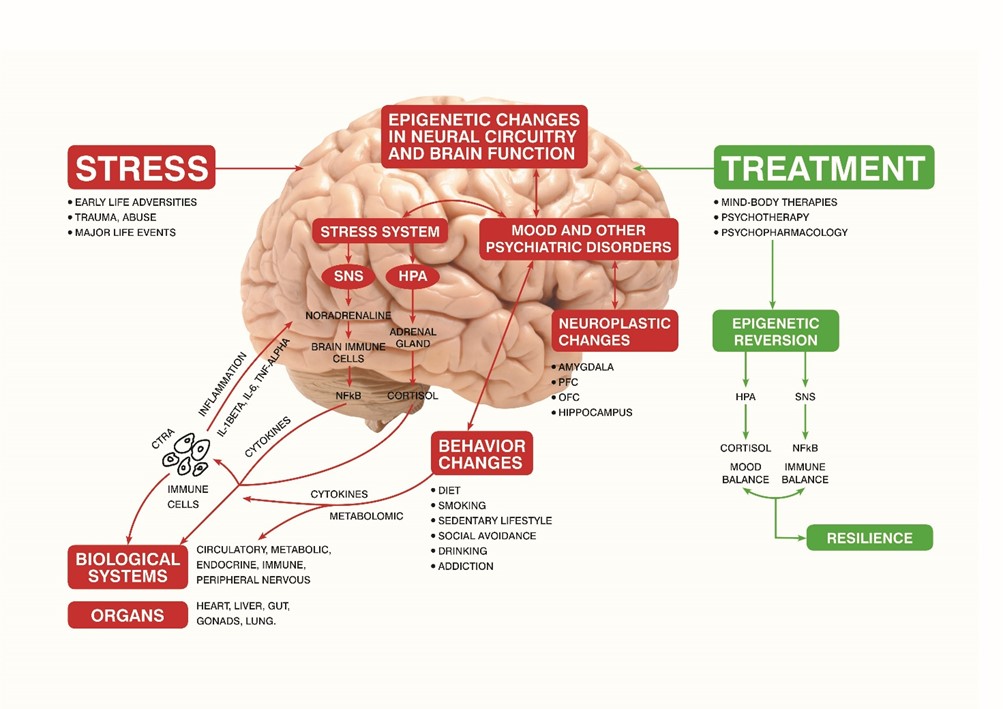 PNEI E PSICHIATRIA MALATTIE PSICHIATRICHE. LE INTERAZIONI FRA STRESS E NETWORK PSICO-NEURO-ENDOCRINO-IMMUNITARIO