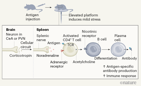 Il comando cerebrale della produzione di anticorpi